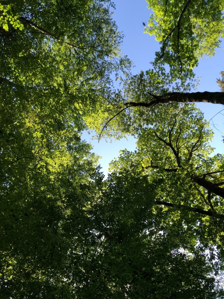 Baumkronen bilden ein Herz