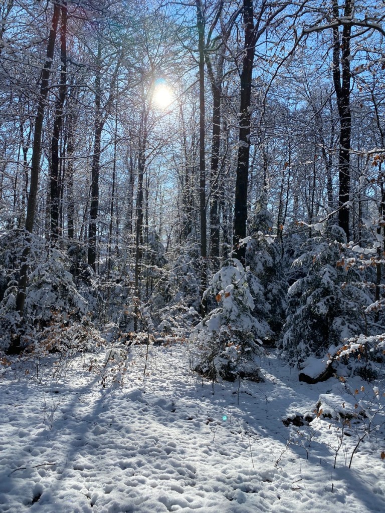 Wald in Schnottwil im Winter mit Schnee überdeckt